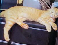 夷隅保健所飼い主募集猫.管理番号bc250723-1