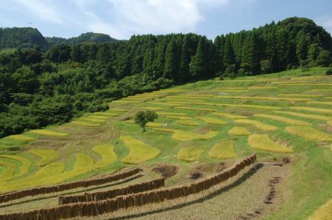 大山千枚田