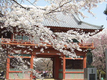 Sakura matsuri Shimizu park