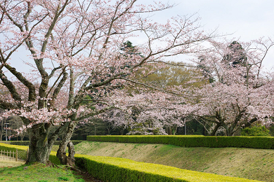 Sakura castle park