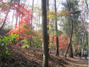 Momiji yama1