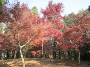 Momiji yama2