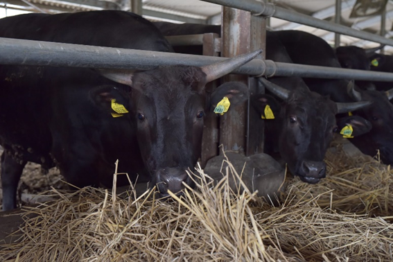 Kazusa Wagyu