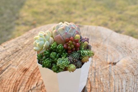 多肉植物の寄せ植えイメージ