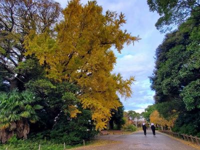 園路の紅葉