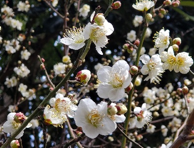 早春の開花