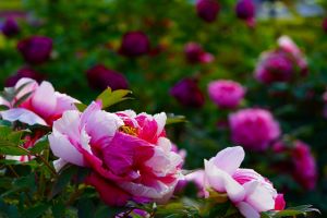 花の丘公園の花々