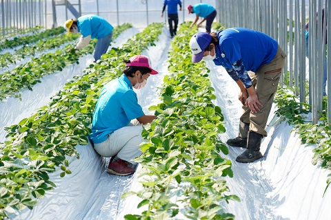 いちごの古葉を取り除く作業の様子