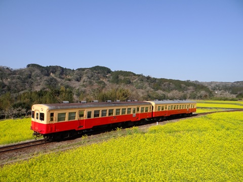 小湊鉄道と菜の花の写真