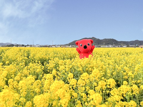 菜の花畑にチーバくんがいる写真