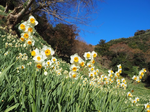 をくずれ水仙郷の写真