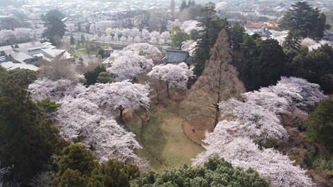 清水公園の桜の写真