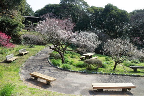 城山公園の梅の写真