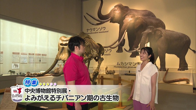 令和5年7月29日放送分（特集）「中央博物館特別展・よみがえるチバニアン期の古生物」／ウィークリー千葉県