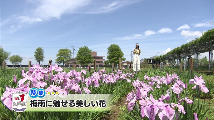 令和6年5月25日放送分（特集）「梅雨に魅せる美しい花」／ウィークリー千葉県