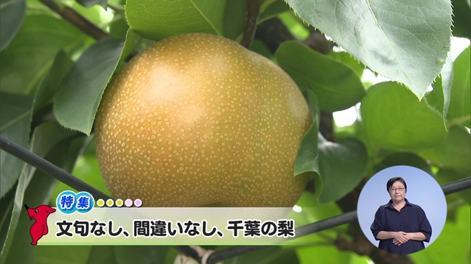 令和8年9月12日放送分「文句なし、間違いなし、千葉の梨」／ウィークリー千葉県