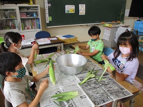 とうもろこしの皮むき体験