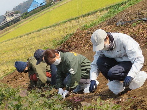 （芋掘り）