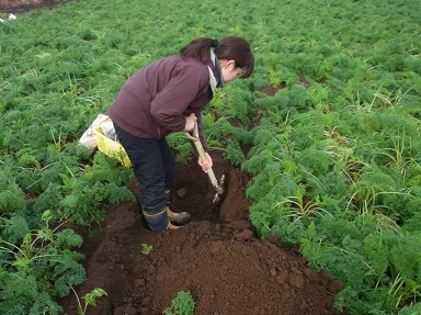 ニンジン畑の土壌調査風景