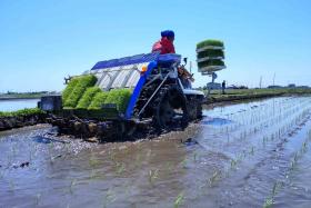 水稲の移植作業