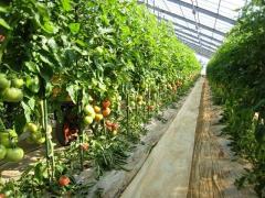 施設におけるトマト栽培の様子