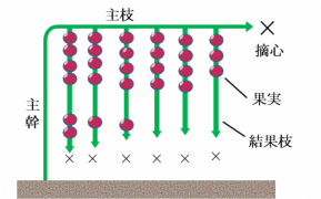 吊り下げ整枝（左）