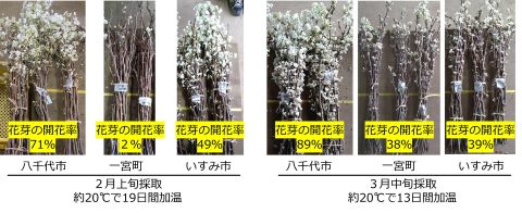 図1採取時期と地域が早期加温したナシ剪定枝の花芽の開花率に与える影響の図