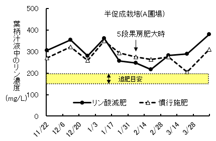 図3ピンポン玉大に肥大した果房直下の葉柄汁液中のリン酸濃度の推移のうち半促成栽培の圃場