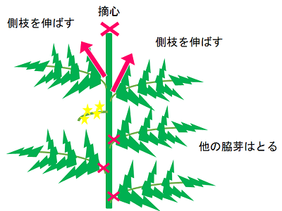 側枝残し区