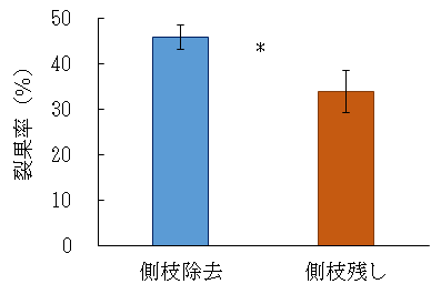 側枝除去区及び側枝残し区における第3から6花房の裂果率