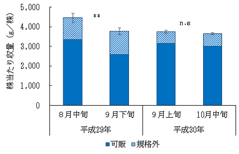 遮光資材の撤去時期の違いがトマトの収量に及ぼす影響