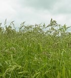 水稲有機栽培の主な雑草　ノビエ