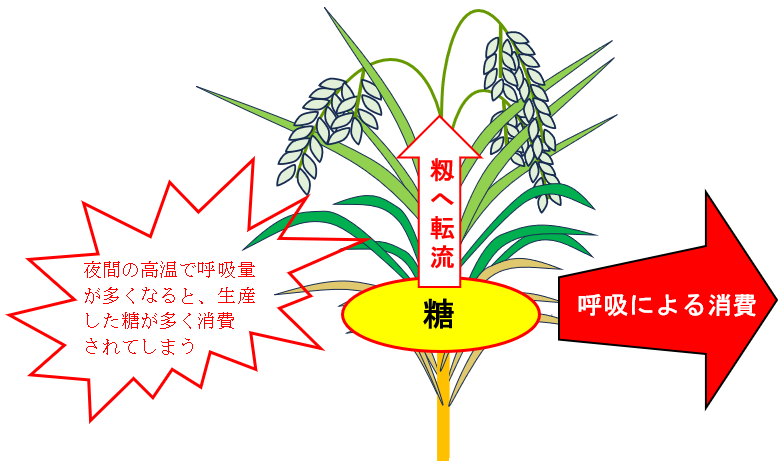 水稲の籾への糖の転流の図