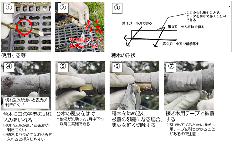 一芽腹接ぎの手順