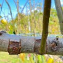 図3芽接ぎにより発芽しなかった穂木と発芽した穂木の写真