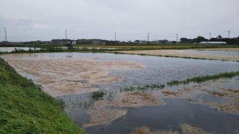 大雨で稲わらが寄ってしまった水田の写真（1枚目）