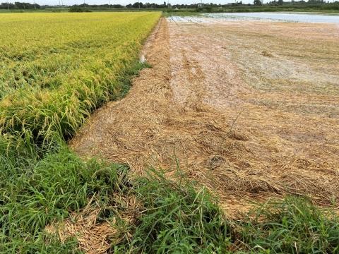 大雨で稲わらが寄ってしまった水田の写真（2枚目）