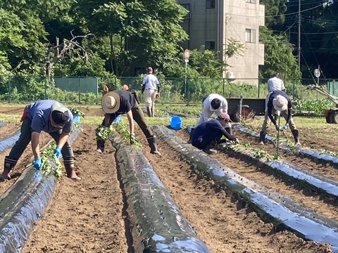 さつまいも植付作業