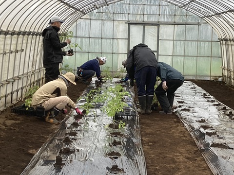 トマト定植作業