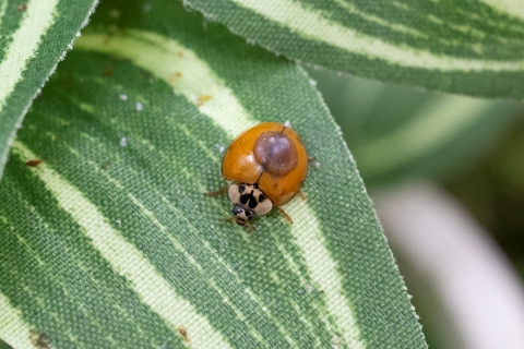 病害虫専攻教室2