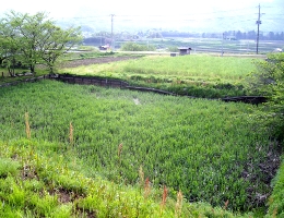 工事前の谷津田堰の写真