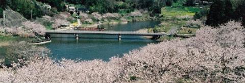 佐久間地区の写真（桜）