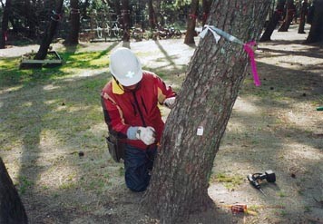 樹幹注入状況2