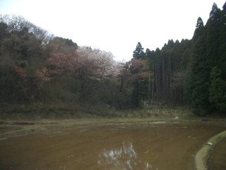 きさらづ里山の会