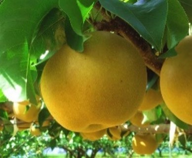 千葉県オリジナル品種　秋満月