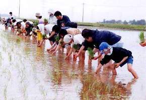 田植の様子