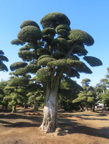 認定第2502号イヌマキ