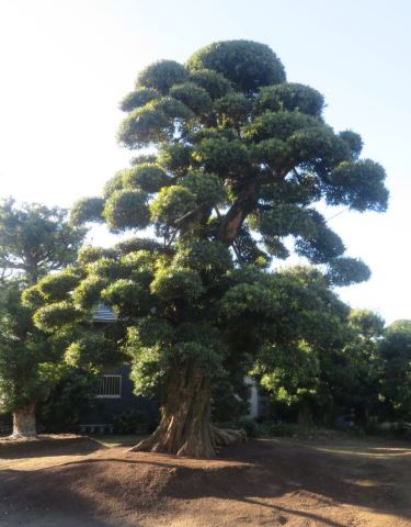 認定第2503号イヌマキ