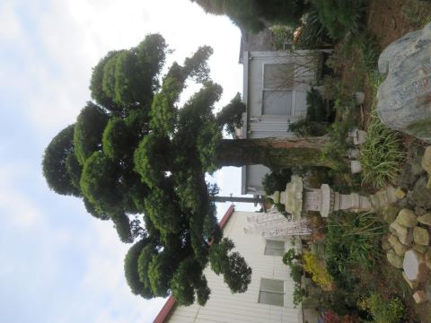 認定第2504号イヌマキ