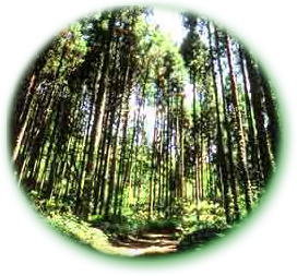 山武杉のトンネル写真